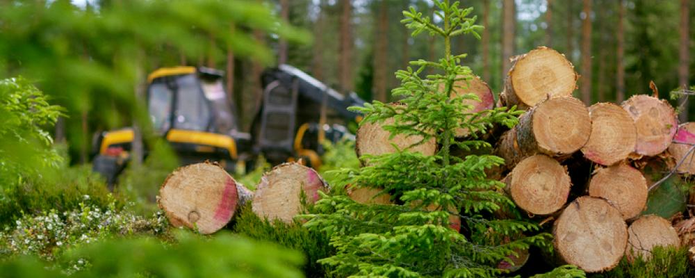 Markens bärighet blir en prissättningsfaktor för virkeshandeln vid alla Metsä Groups rotköp. Foto: Metsä Group