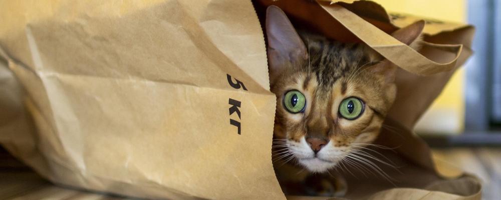 Otillbörlig sändning. Foto: Creative Commons Lic. Kredit: Irina_kukuts