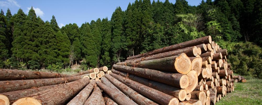 Expertpanelen varnar för att minskad tillgång på inhemskt virke kan leda till högre råvarupriser, försämrad konkurrenskraft och i förlängningen minskade investeringar. Samtidigt finns risken att efterfrågan på träprodukter i stället flyttas till länder utanför EU, där kraven på natur- och miljöskydd ofta är mindre strikta. Foto: Leica Geosystems