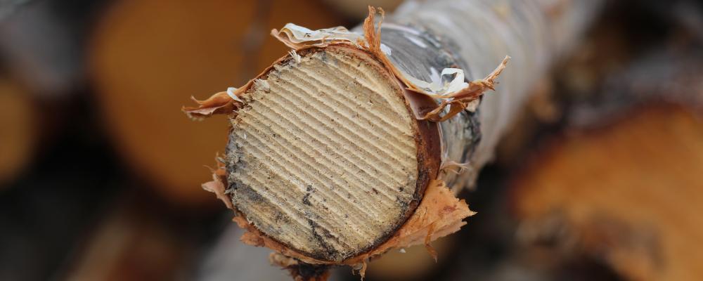 Kommissionen ser i bioekonomin möjligheter att ”ersätta fossilbaserade material och produkter, skapa arbetstillfällen och leda den globala omställningen [...]".