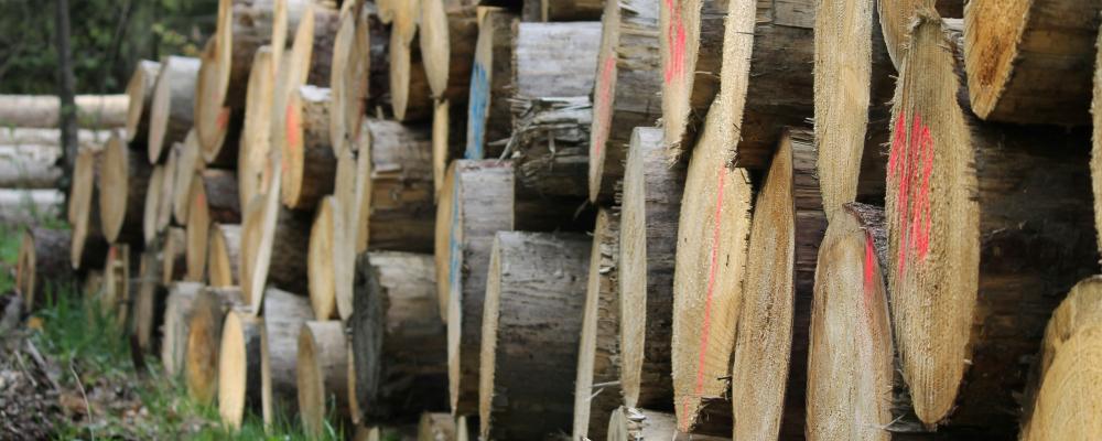 Varje år används omkring 70 miljoner ton lignin från massa- och pappersindustrin som bränsle. Nu undersöker forskare hur materialet tillsammans med mikroorganismer kan användas för vattenrening, infångning av koldioxid och andra kemiska processer. Foto: jagtap/unsplash
