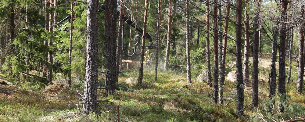 Enligt Skogsindustrierna visar all forskning  – ”utan undantag” – att skogen och skogsindustrin levererar väldigt mycket klimatnytta. Den nyttan måste synliggöras bättre än idag, menar branschorganisationen.