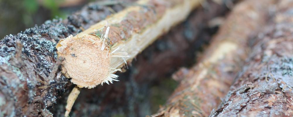 De sju sågverken som granskas har en produktionskapacitet på cirka 3 miljoner kubikmeter.