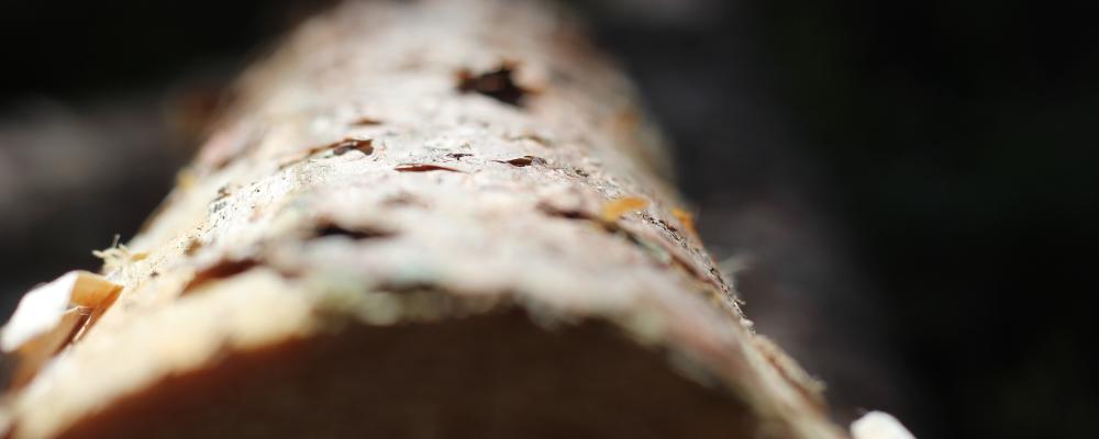 Utlysningen riktar sig bland annat till lösningar som kan bidra till ett mer hållbart skogsbruk.