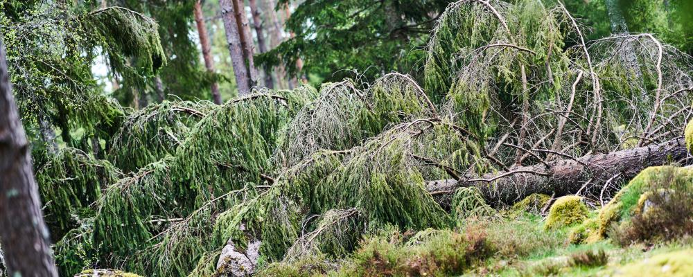 Stormfälld skog. Foto: Joel Dittmer/Södra