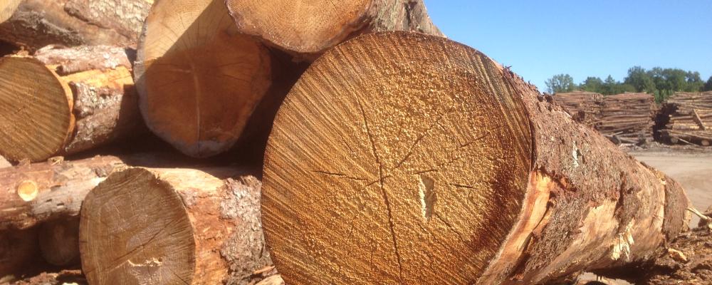 Lignin sägs vara "naturens eget klister". Arkivbild.