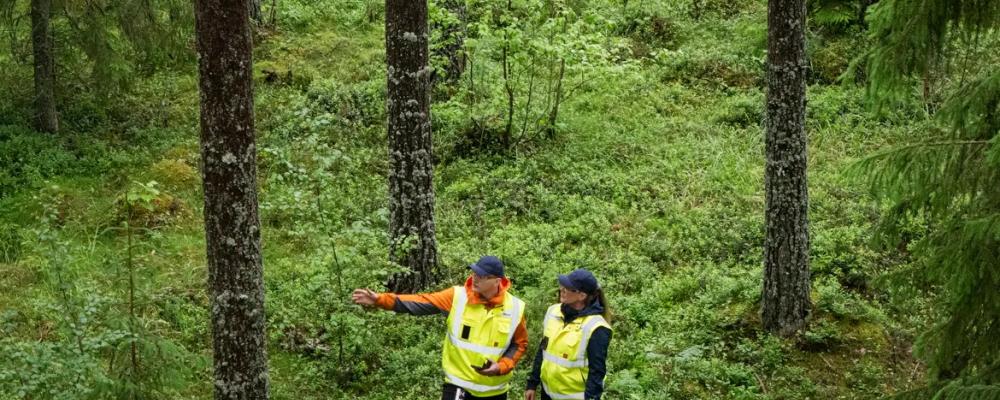 Metsä Group har utvecklat en applikation som använder öppna geodata och AI för att bedöma skogliga uppgifter. Med hjälp av applikationen kan de bestånds- och avverkningsområdesdata som behövs för virkesaffärer uppskattas tillförlitligt, till och med utan fältbesök. Foto: Metsä Group