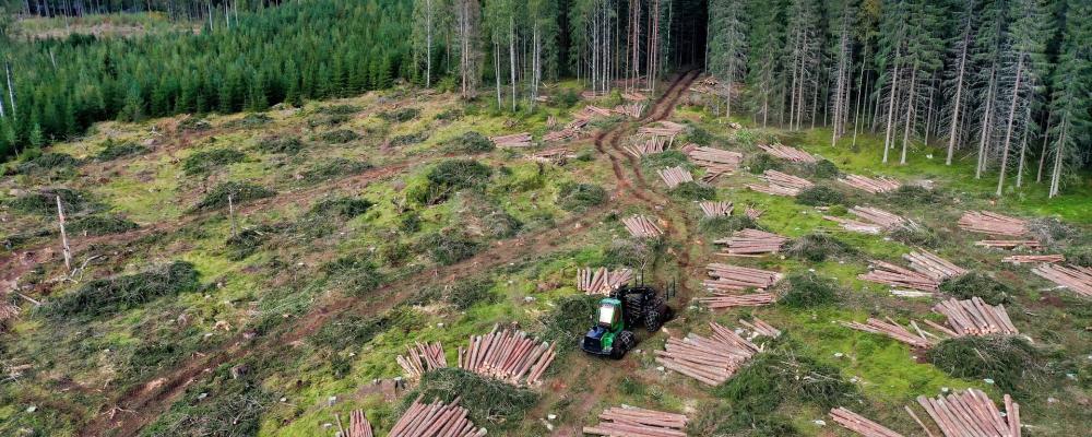 Rotpostintäkterna är en central del av den finländska skogsnäringens värdekedja, som direkt och indirekt sysselsätter omkring 80 000 personer. Foto: Creative Commons Lic. Kredit: Reijo Telaranta