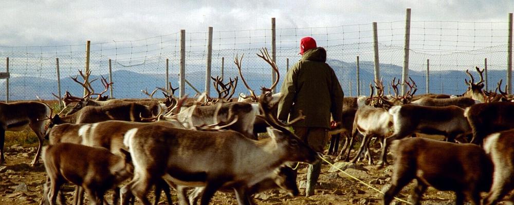 Renskötsel i Sverige. Överenskommelsen mellan SCA och rennäringen ska följas upp genom årliga utvärderingar. Foto: Mats Andersson/Flickr/Wikimedia Commons