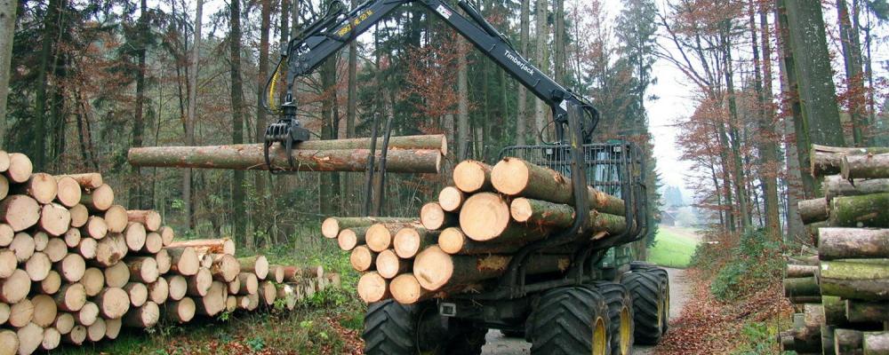 Avverkningsverksamhet. Symbolbild. Foto: Waldwissen