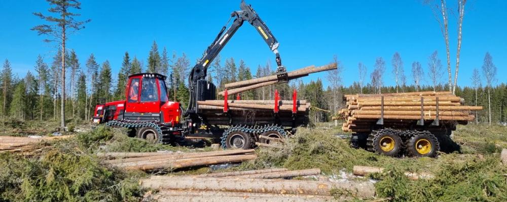 Stora Enso planerar att samla sina omfattande skogstillgångar i ett nytt bolag som väntas knoppas av från koncernen 2027. Foto: Stora Enso