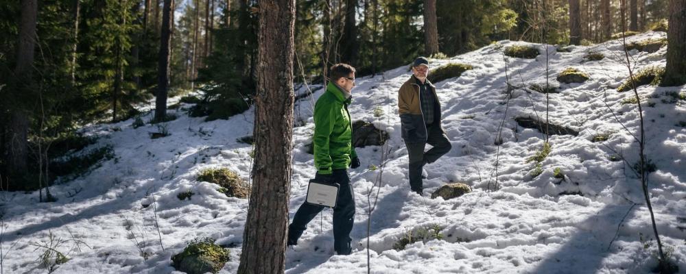 UPM:s egna skogar ska fungera som forskningsområden och pilotplatser, vilket gör det möjligt att snabbt testa resultaten i praktiskt skogsbruk. Projektet startar våren 2026 och löper över fyra år. Foto: UPM