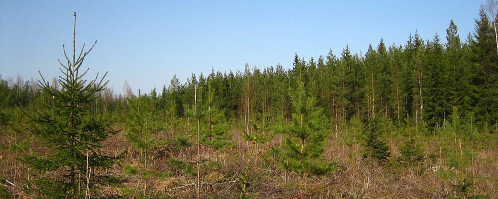 Ungefär fem år gammal tall- och granplantering på ett kalhugget område i södra Finland. Foto: Wikipedia Common, kredit: M. Porcius Cato