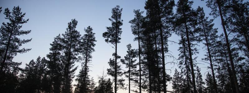 Helena Landstedt/TT: Älgar och svampangrepp hotar stora delar av skogen i norr. Arkivbild.