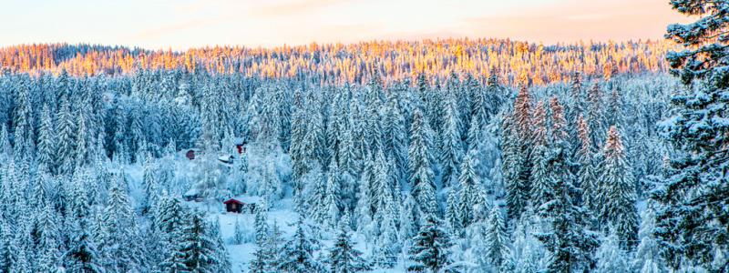 Paul Kleiven/NTB/TT: Skogsbolaget SCA har släppt bokslut. Arkivbild.