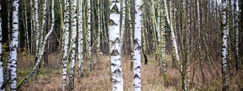 Martina Holmberg / TT: Efterfrågan på förädlad björk har ökat hos skogsindustrin, enligt ATL.