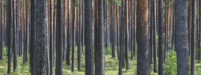 Fredrik Sandberg/TT: Köpa skog? Under första halvåret 2023 varierar prisutvecklingen, uppger LRF-delägda Ludvig|&|Co. Arkivbild.