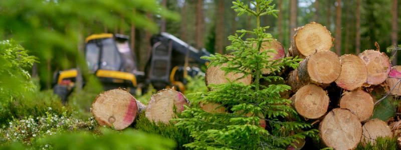 Markens bärighet blir en prissättningsfaktor för virkeshandeln vid alla Metsä Groups rotköp. Foto: Metsä Group