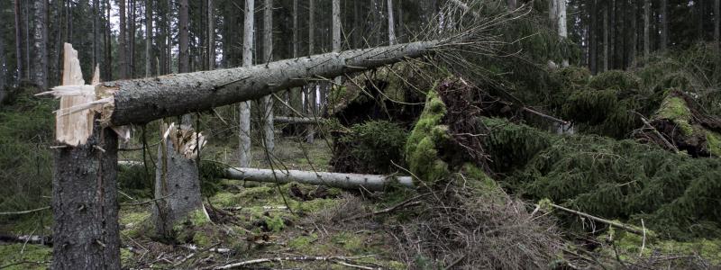 Foto: Södra