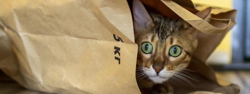 Otillbörlig sändning. Foto: Creative Commons Lic. Kredit: Irina_kukuts