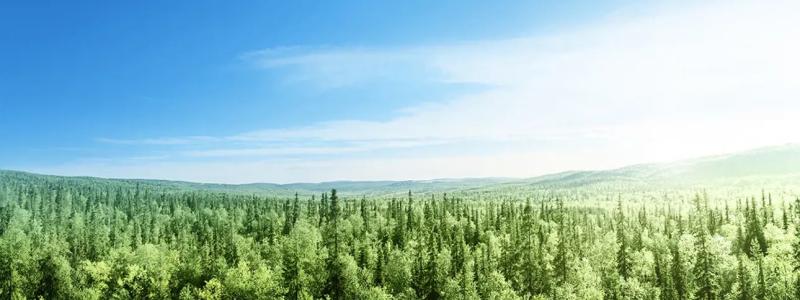 Fem industrigiganter – ANDRITZ, Arauco, Metsä Group, Stora Enso och Valmet – har åtagit sig ett femårigt samarbete med både expertis och finansiellt stöd. Foto: Valmet