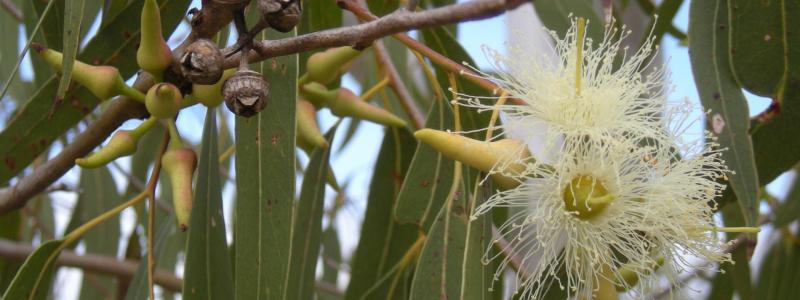 Eukalyptusblomma. Foto:  Ethel Aardvark/Wikimedia Commons