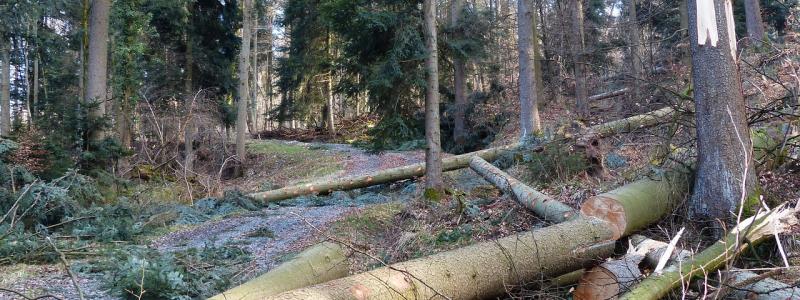 Förstörd skog. Synbolbild. Foto: Pixabay, Kredit: Hans