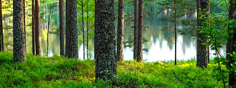 Stora Enso har brottats med ekonomiska utmaningar de senaste åren. Genom att sälja en del av sitt skogsinnehav hoppas bolaget kunna reducera sina skulder och skapa ekonomiska resurser för framtida investeringar och utveckling. Foto: Stora Enso