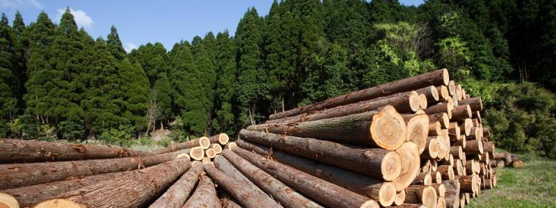 Expertpanelen varnar för att minskad tillgång på inhemskt virke kan leda till högre råvarupriser, försämrad konkurrenskraft och i förlängningen minskade investeringar. Samtidigt finns risken att efterfrågan på träprodukter i stället flyttas till länder utanför EU, där kraven på natur- och miljöskydd ofta är mindre strikta. Foto: Leica Geosystems