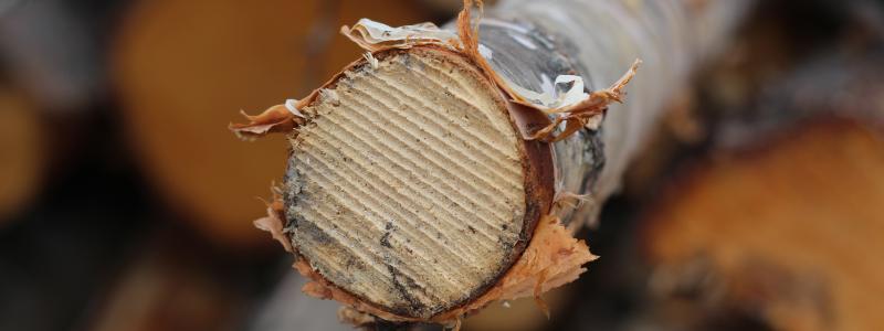 Forskningsprojektet syftar till effektivare produktionsprocesser och minskad resursförbrukning inom skogsindustrin. Arkivbild.