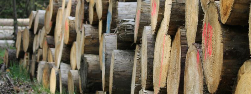 Restprodukter från skogen ska rena vatten. Foto: nipun jagtap/unsplash
