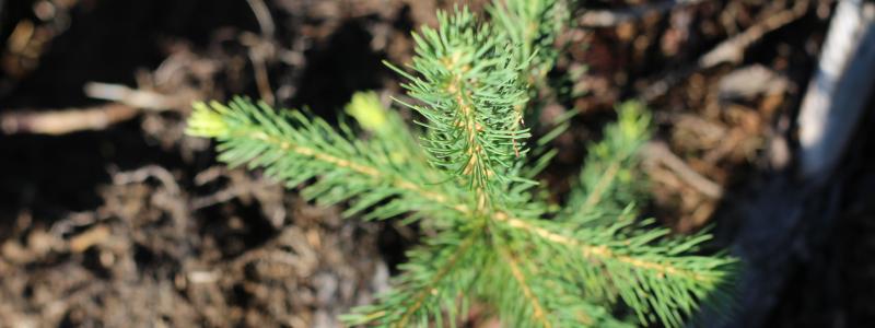 I Sverige planteras runt 400 miljoner plantor varje år, vilket innebär att ungefär var fjärde planta kommer från SCA. Arkivbild.