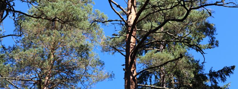 Undersökningen visar att kunskapen om Europas skogliga naturtillgångar är låg. Så många som 65 procent av respondenterna uppger att andelen skog i Europa minskar – när utvecklingen i själva verket går i motsatt riktning, enligt statistik från Eurostat. Foto: Simon Matthis
