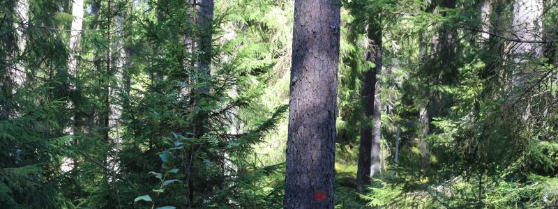 Markerade stockar i skogen. Symbolbild. Foto: Creative Commons Lic. Kredit: congerdesign
