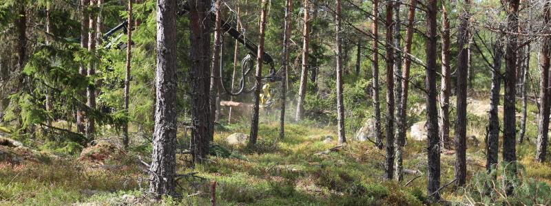 Enligt Skogsindustrierna visar all forskning  – ”utan undantag” – att skogen och skogsindustrin levererar väldigt mycket klimatnytta. Den nyttan måste synliggöras bättre än idag, menar branschorganisationen.
