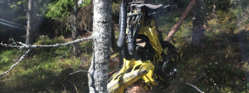 Rapporten visar att förnybara skogsprodukter står för 40 procent av klimatnyttan från de norrländska skogarna, eller 16 miljoner ton koldioxidekvivalenter. Foto: Simon Matthis