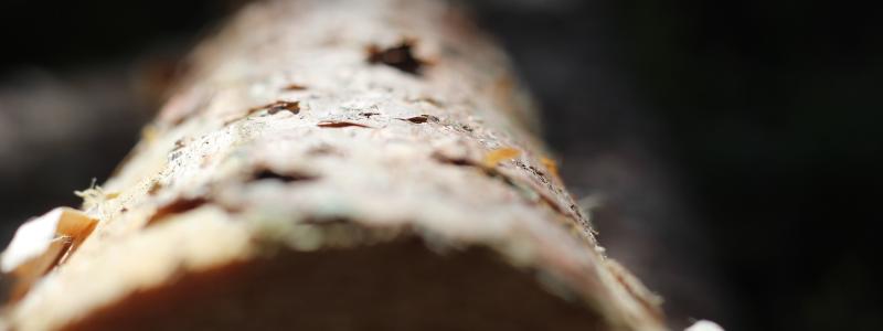 Foto: MoRe Research