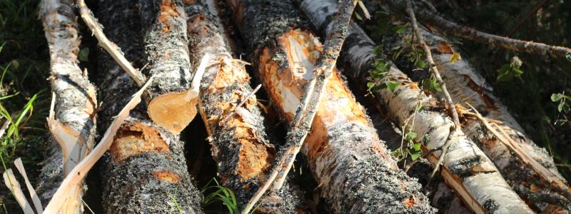 IUFRO är ett icke-vinstdrivande, icke-statligt internationellt nätverk av skogsforskare, som främjar globalt samarbete inom skogsrelaterad forskning och ökar förståelsen för de ekologiska, ekonomiska och sociala aspekterna av skogar och träd. 