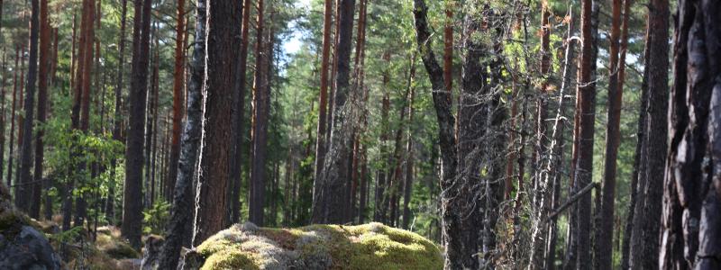 VDMA kräver att avskogningsförordningen skjuts upp med minst två år.