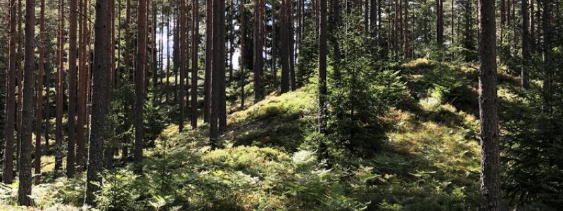 Foto: Skogsstyrelsen