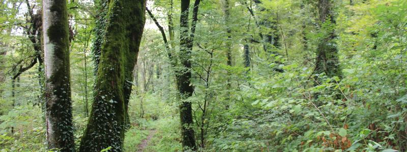 Förekomsten av äldre skog, död ved och lövträd indikerar biologisk mångfald i skogen. Arkivbild.