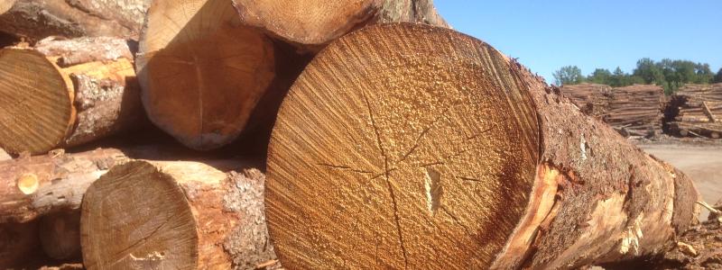 Lignin sägs vara "naturens eget klister". Arkivbild.