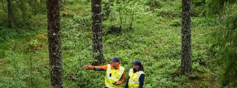 Metsä Group har utvecklat en applikation som använder öppna geodata och AI för att bedöma skogliga uppgifter. Med hjälp av applikationen kan de bestånds- och avverkningsområdesdata som behövs för virkesaffärer uppskattas tillförlitligt, till och med utan fältbesök. Foto: Metsä Group