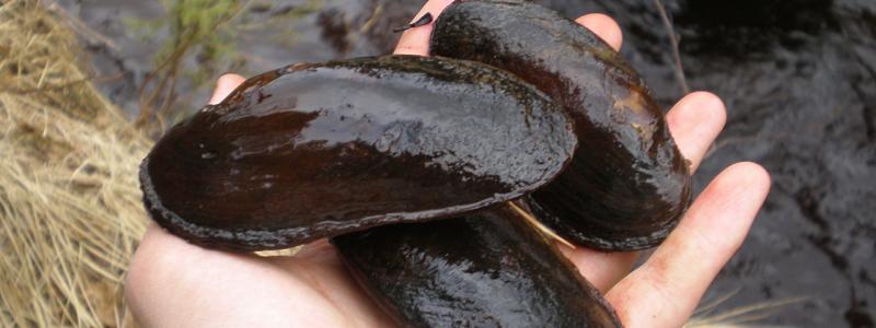 Flodpärlmussla (Margaritifera margaritifera) är ett fridlyst sötvattenlevande blötdjur. Foto: MrKimm/Wikimedia Commons