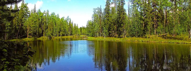 Symbolbild av en strandnära skog. Foto: Creative Commons Lic. (Pixabay) Kredit: mobinovyc