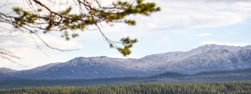 Foto: Norra Skog