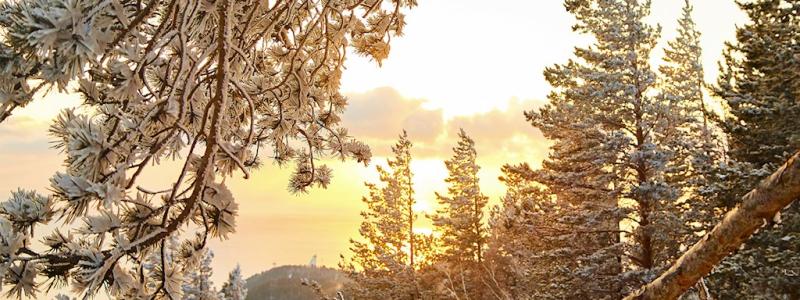 Foto: Norra Skog