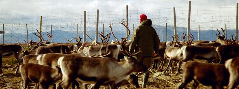 Renskötsel i Sverige. Överenskommelsen mellan SCA och rennäringen ska följas upp genom årliga utvärderingar. Foto: Mats Andersson/Flickr/Wikimedia Commons