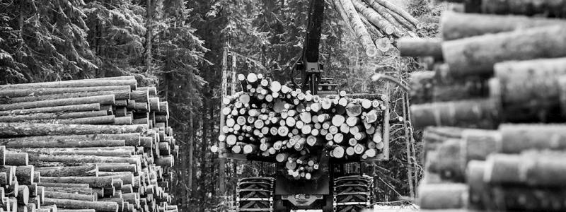 Foto: Norra Skog