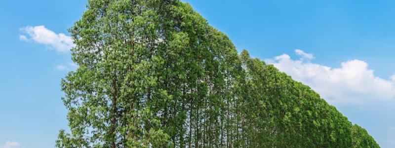 Eukalyptusträd för pappersindustri. Foto: Freepik